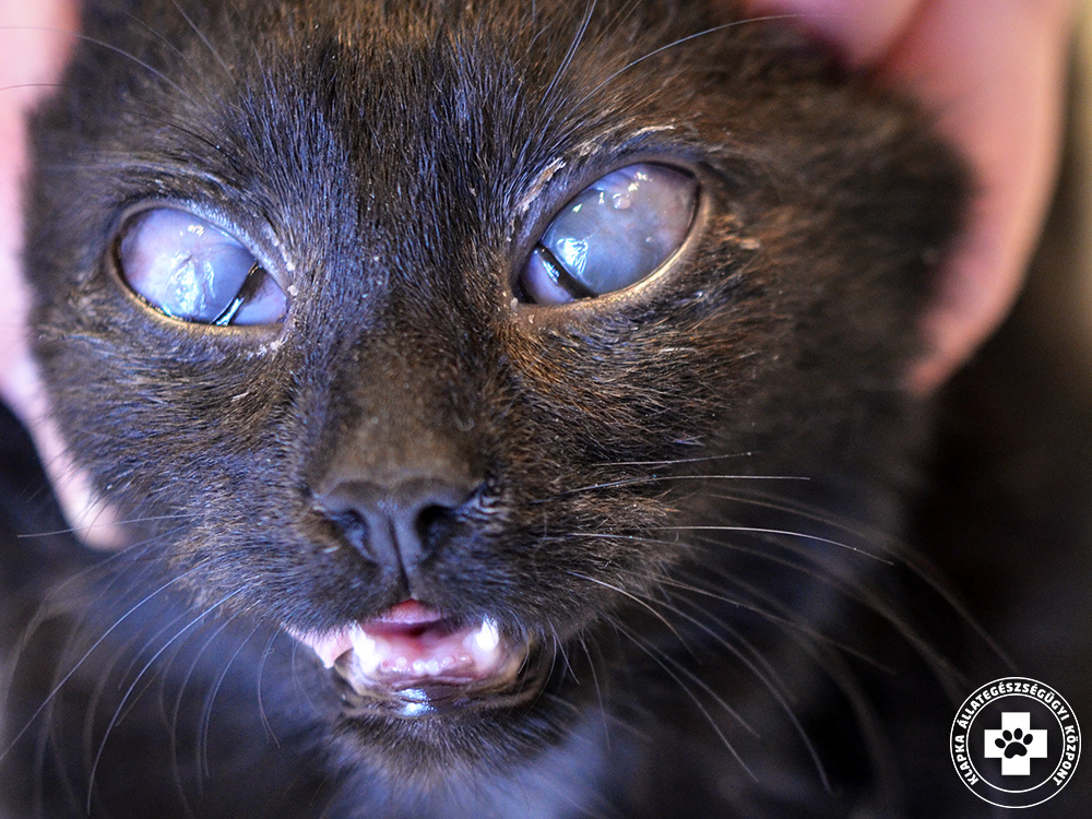 Kötőhártya gyulladás macskánál – Herpesz vírus