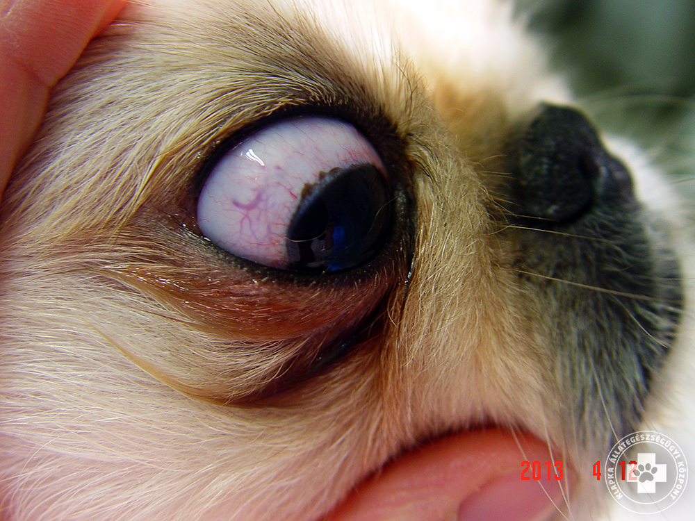 A kutya eltávolítása befolyásolja a látást?)