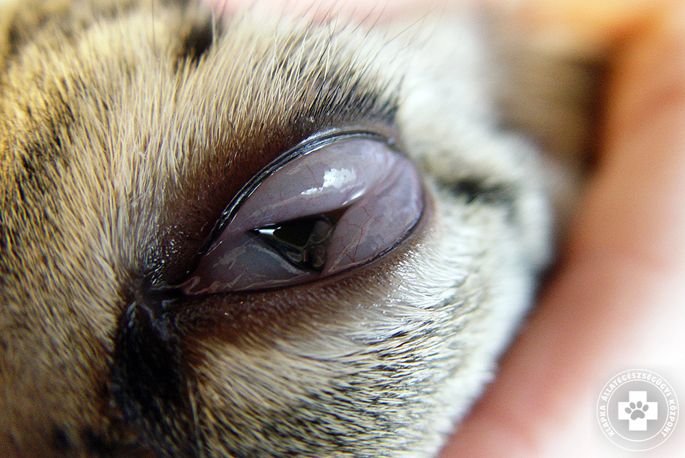 Macskamentés - Betegségek - A szem betegségei