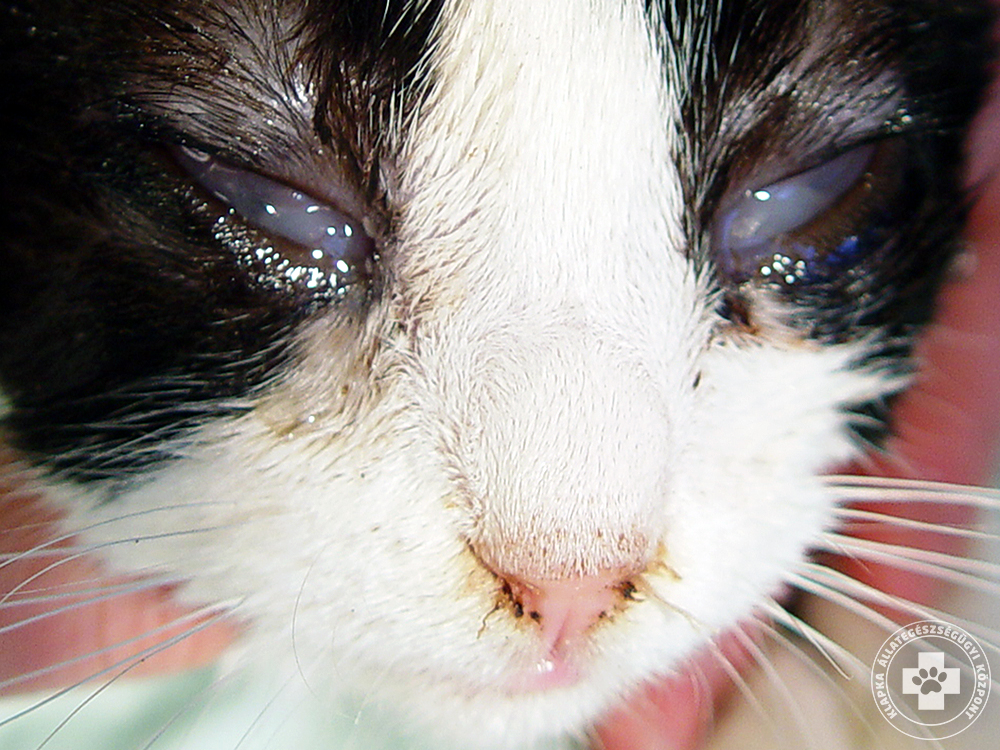 macska szembetegségek