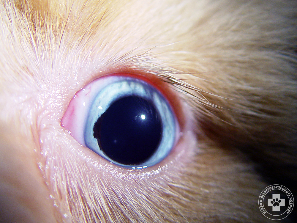 coloboma szeme látása milyen gyógyszerek befolyásolják a látást