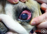 keratoconjunctivitis_02