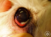 keratoconjunctivitis_03