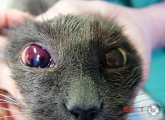 uveitis_macska_01
