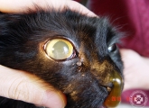 uveitis_macska_06