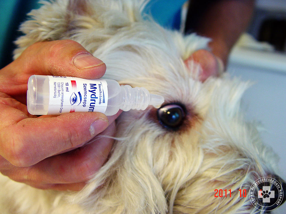 szürkehályog kutyáknál szemcsepp a látás helyreállítása egyáltalán