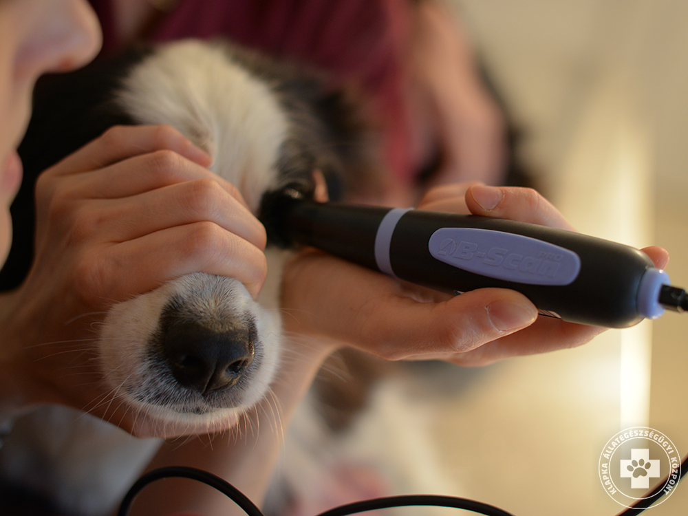 Szemészeti ultrahangvizsgálat kutyánál, macskánál | Klapka Állategészségügyi Központ