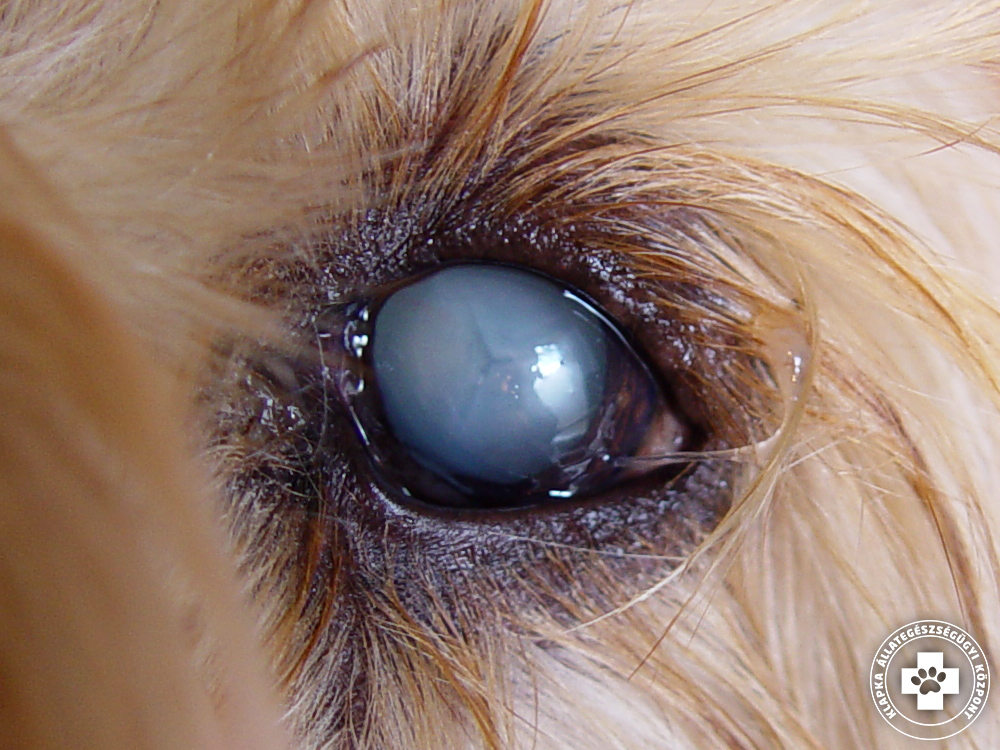 Kutya szürkehályog - kezelése (II. rész) | Kutya szemészet