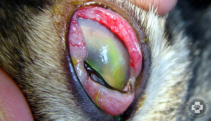 A macska szemgyulladásának jelei