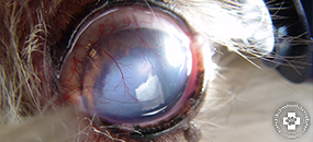 örökletes veleszületett betegségek a szemészetben gyermekek látása 1 évig