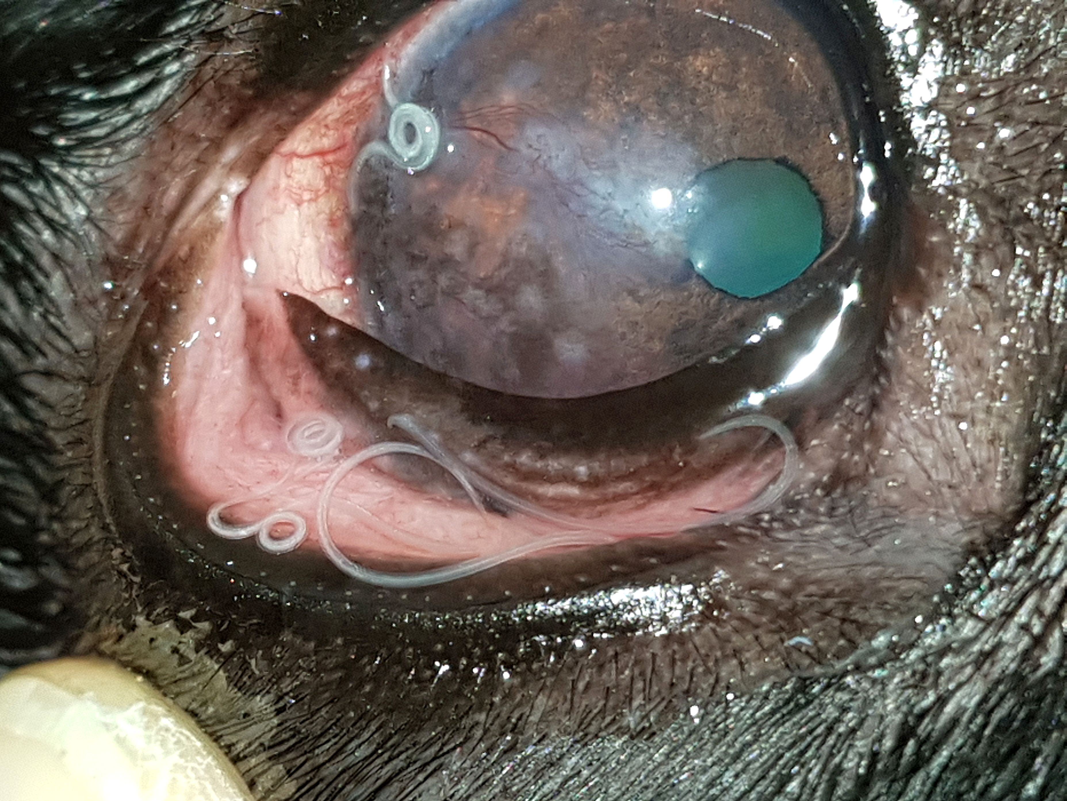 szemészeti ellátás állatorvosi klinikákon)