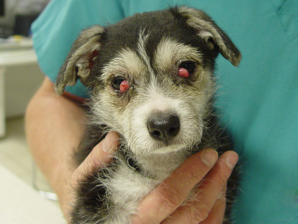 Genetikailag öröklődő kutya szembetegség Archives - Kisállat Szemészeti Központ