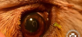 DSC_2479_fokep_meret